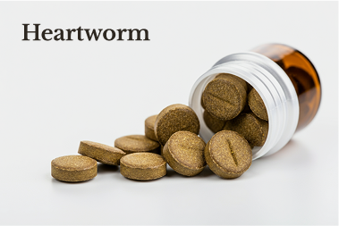 Heartworm Heartworm