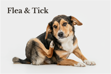 Flea and Tick Flea and Tick