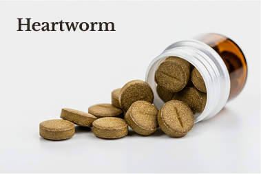 Heartworm Heartworm